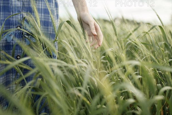 Hand of Caucasian woman in the field of wheat