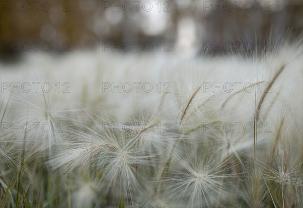 Close up of hay seeds