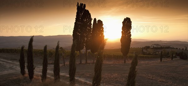 Trees and countryside at sunset