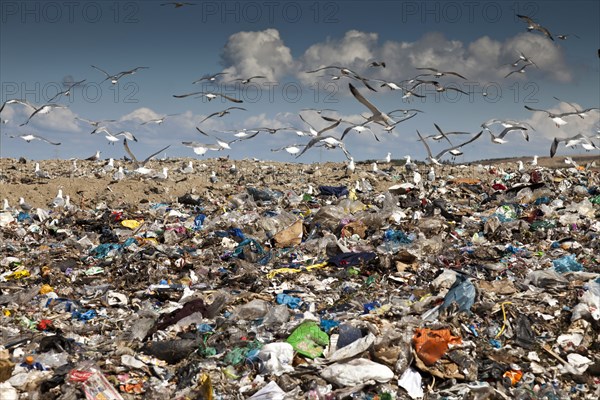 Birds flying over landfill