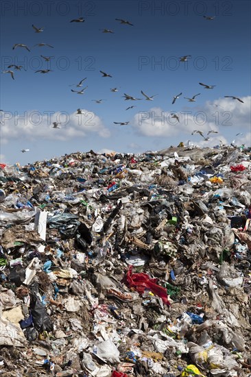 Birds flying over landfill