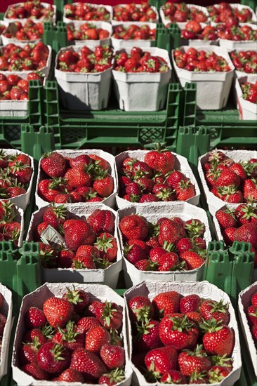 Strawberries for sale in outdoor market
