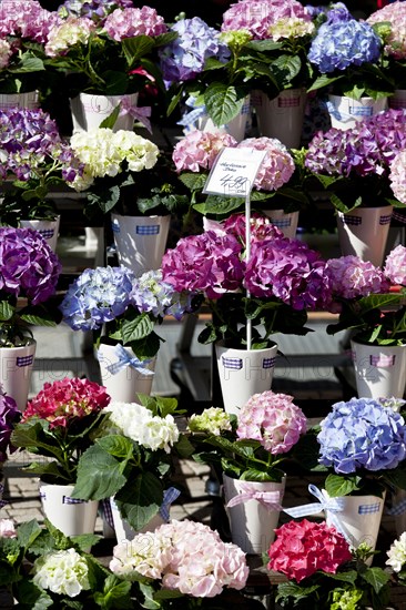 Flowers for sale in outdoor market