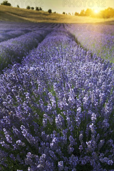 Close up of lavender crops in field