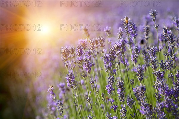 Rows of lavender crops in field