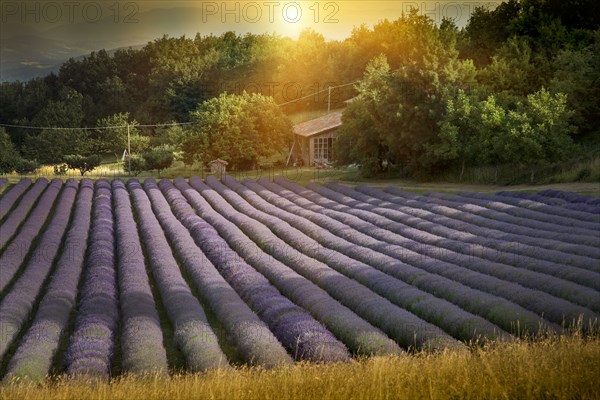 Rows of lavender crops in field