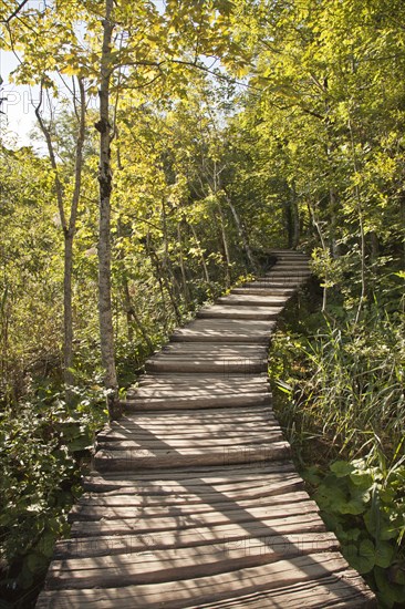 Wooden walkway in forest