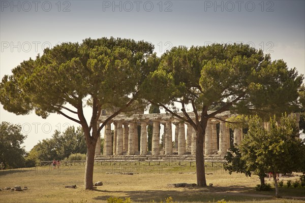 Trees growing by ancient ruins