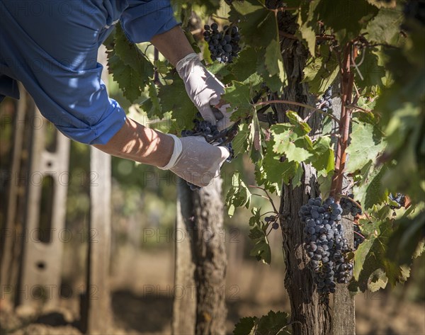 Farmer examining grapes in vineyard