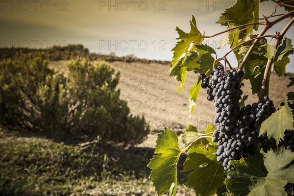 Grapes growing in vineyard