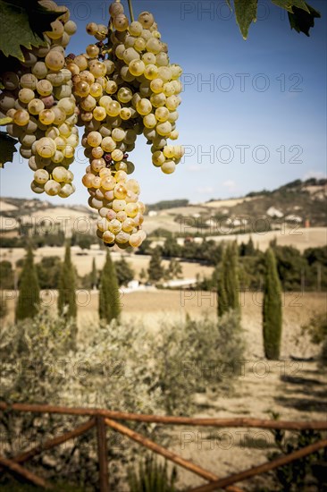 Grapes growing in vineyard