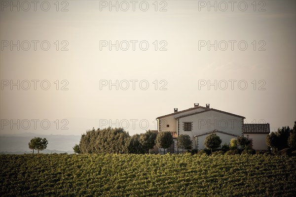 Vineyard and house in rural landscape