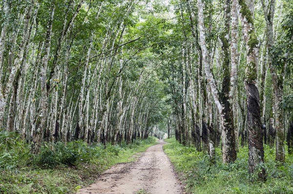 Path in forest