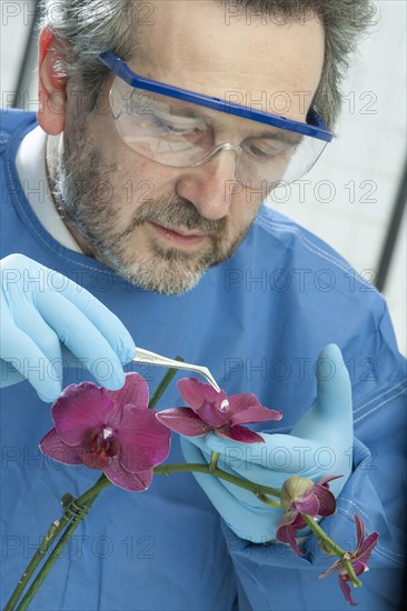 Caucasian scientist examining flower with tweezers