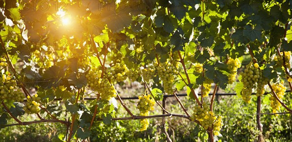 Sunbeams on vineyard