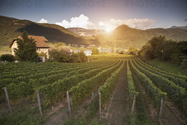 Sunbeams on vineyard