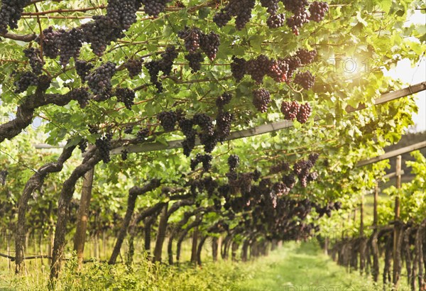 Grapes hanging in vineyard