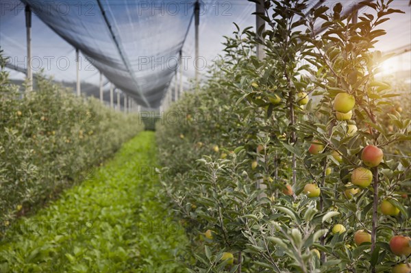 Apples growing on trees