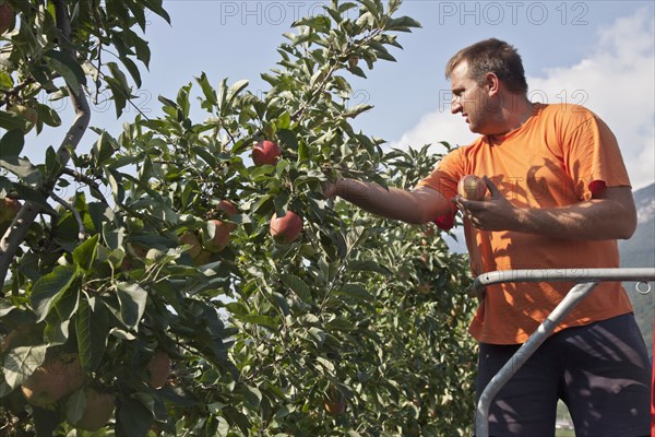 Man picking apples in orchard