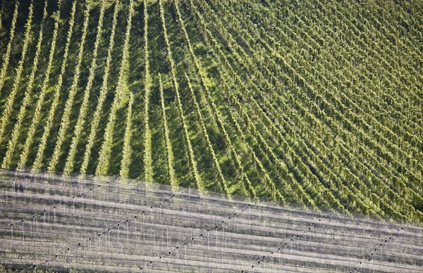 Aerial view of wine country