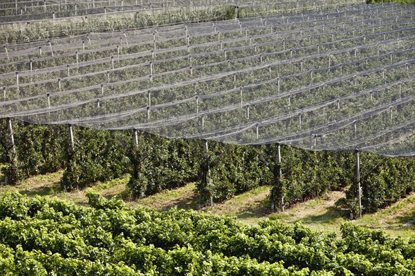 Netting on vineyard