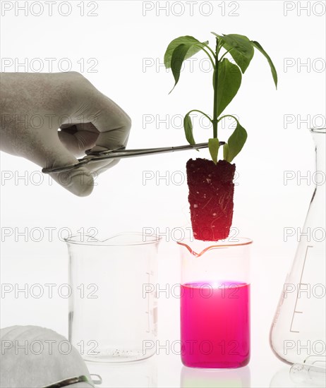 Caucasian scientist placing plant in pink liquid