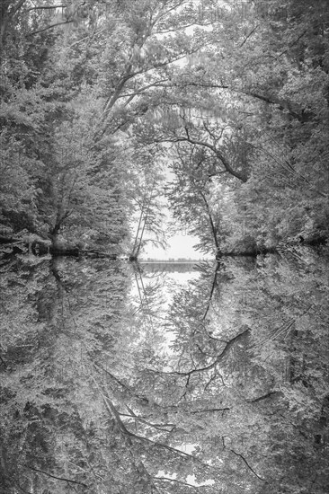 Reflection of tree branches in river
