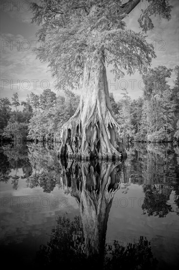 Reflection of expansive tree roots in river