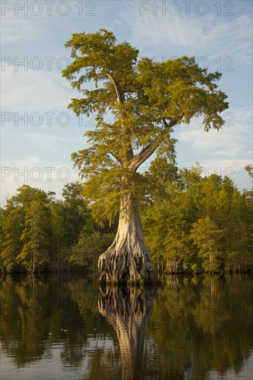 Reflection of expansive tree roots in river