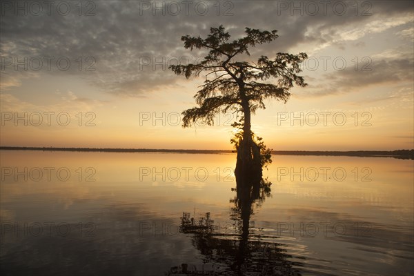 Reflection of tree in river at sunset