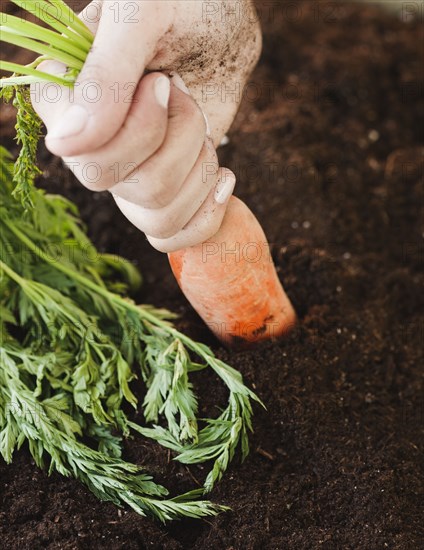 Woman pulling carrot from soil