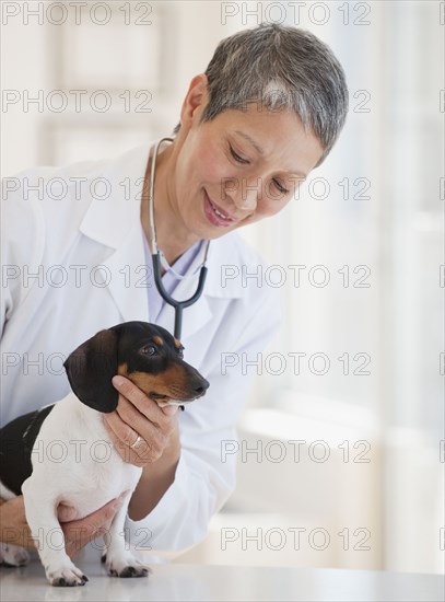 Chinese veterinarian examining dachshund