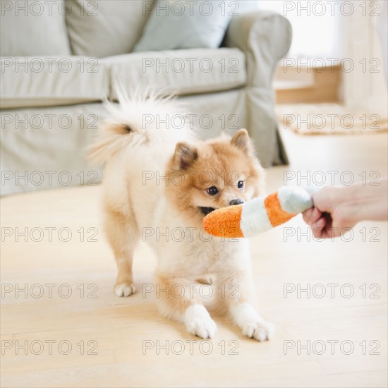 Pomeranian dog playing with dog toy