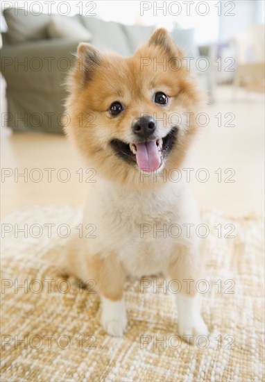 Pomeranian dog sitting on living room floor