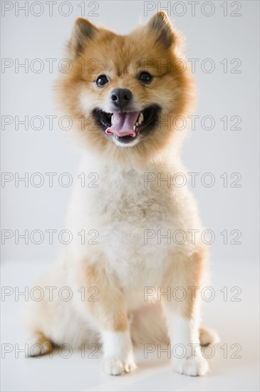 Portrait of Pomeranian dog