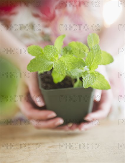 Korean woman holding mint in pot