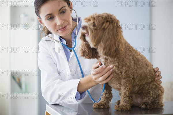 Caucasian veterinarian checking heartbeat of dog