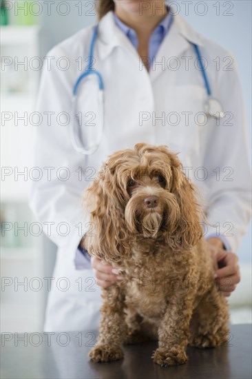 Caucasian veterinarian examining dog