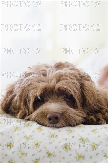 Close up of dog laying on bed