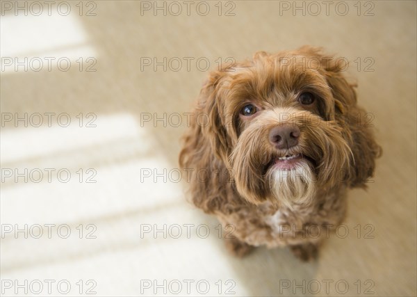 Close up of face of obedient dog