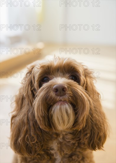 Close up of face of obedient dog