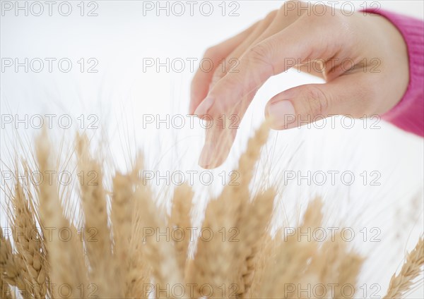 Mixed race woman touching stalks of wheat