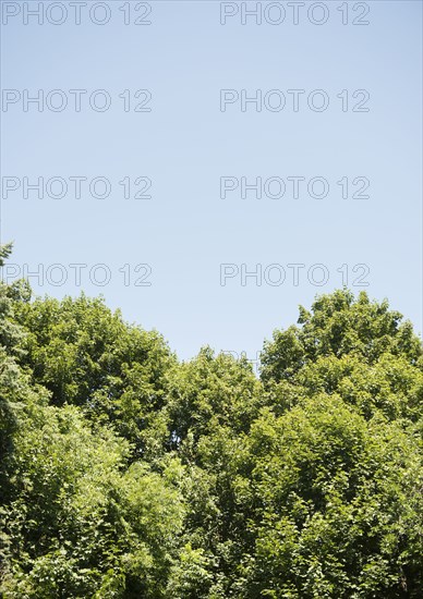 Treetops under blue sky