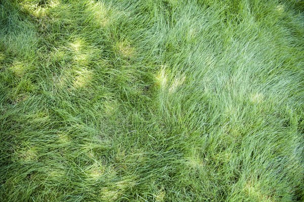 High angle view of green grass