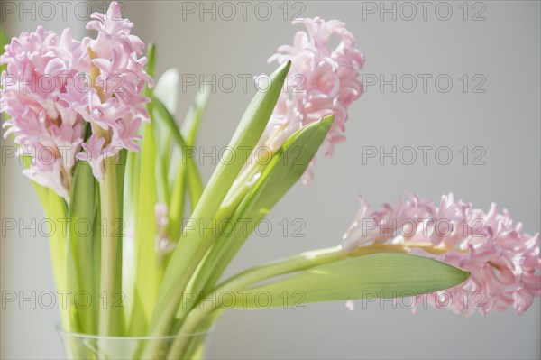 Bouquet of pink flowers in vase