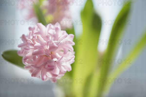 Close up of pink flowers in vase