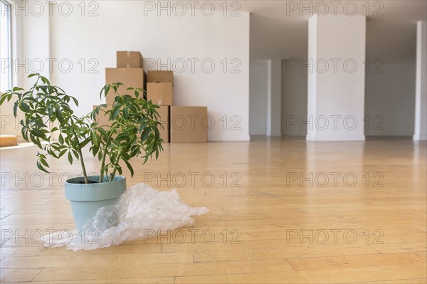 Potted plant on bubble wrap with cardboard boxes in empty apartment