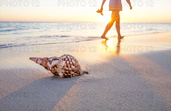 Seashell on beach