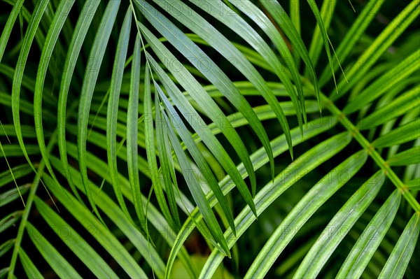 Close up of palm leaves