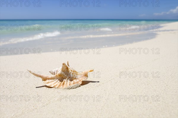 Seashell on ocean beach